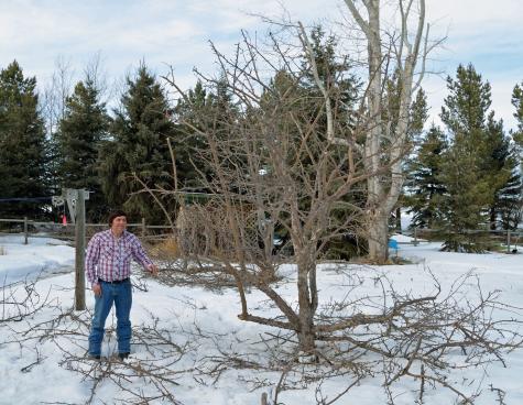 Apple tree trimmed, spring of 2018, Olds area.