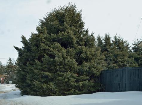 Spruce trees in trimmed and untrimmed state in Olds.