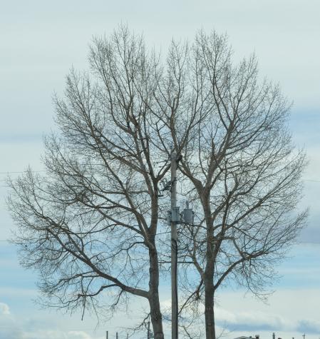 Crown reduction on poplar, showing strong and vigorous regrowth (2009), Sundre area.